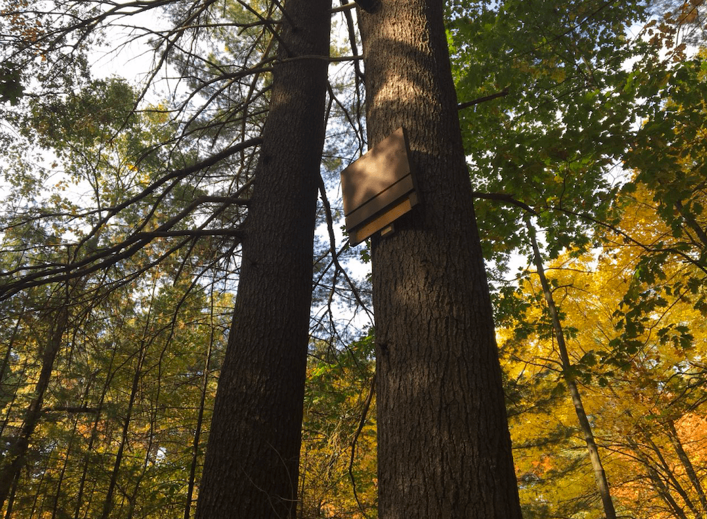 Final Bat Box installed on a tree