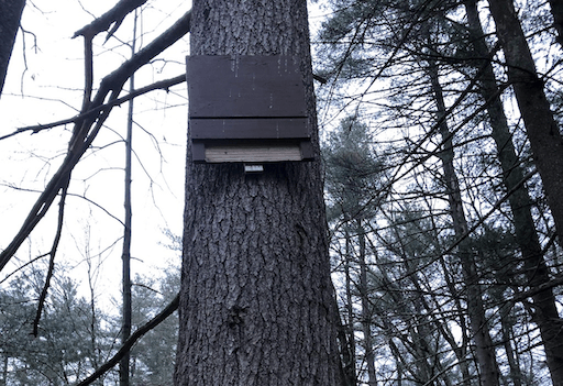 One of the Bat Boxes still in its tree today